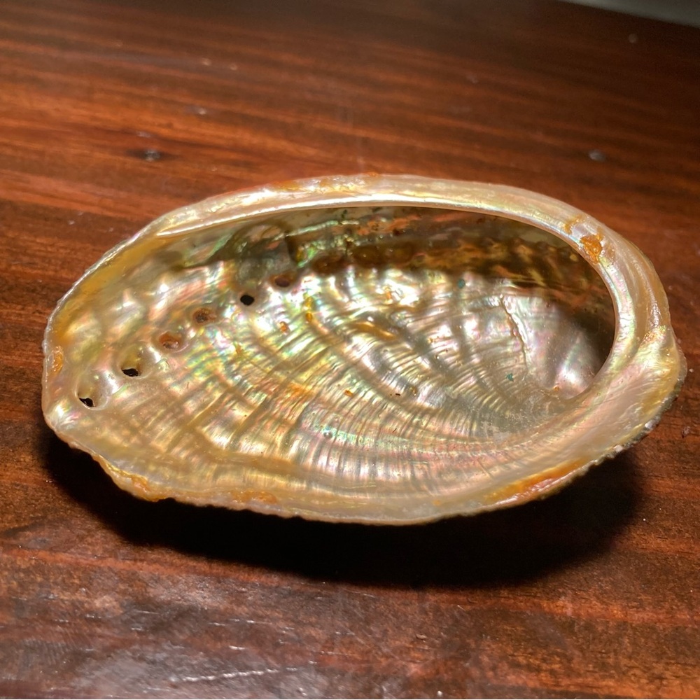 Small Abalone Shell with Holographic Iridescent Interior